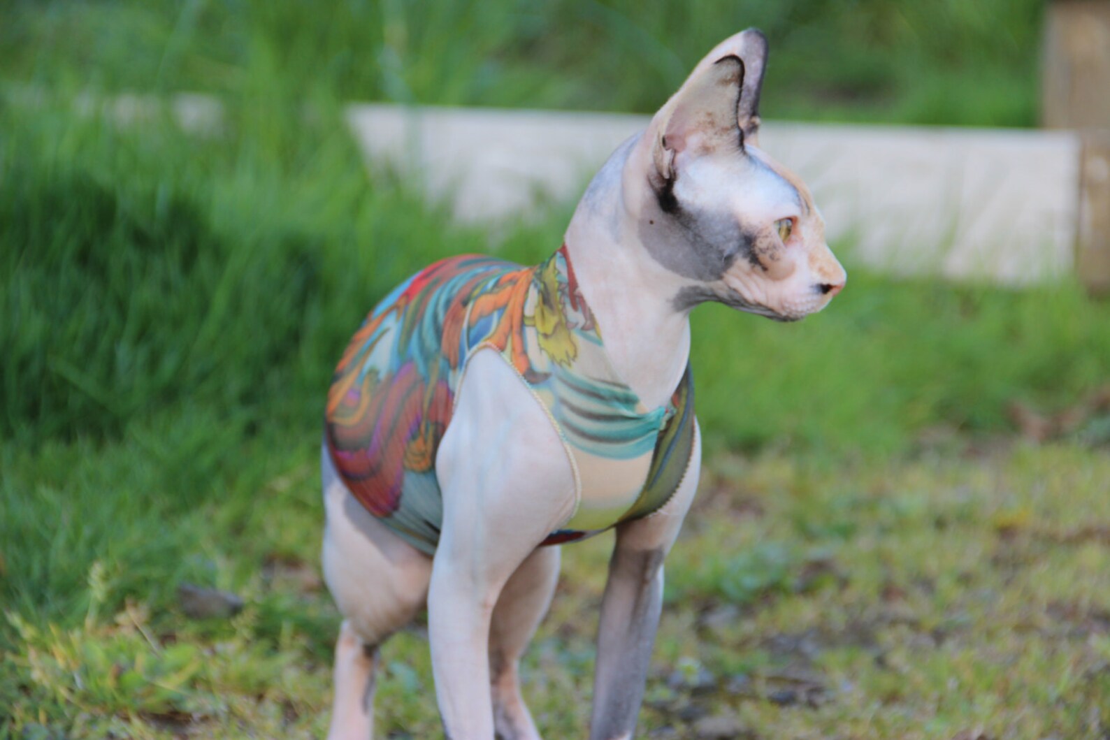 Sphynx Cat Clothes Japanese Dragon Tattcat™ Tattoo | Etsy