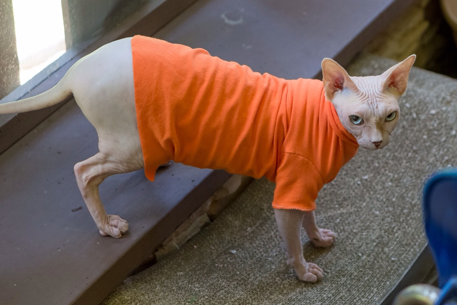 orange sphynx cat