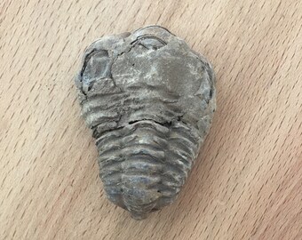 Trilobite Fossil from Morocco