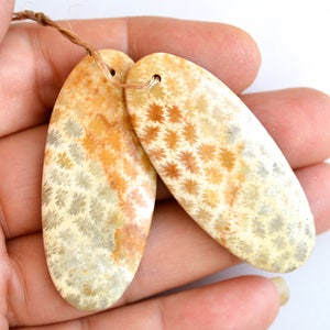 Puede incluir: Dos piezas de coral fosilizado de forma ovalada con un patrón de color marrón claro, beige y gris. El coral tiene un patrón único en forma de estrella.