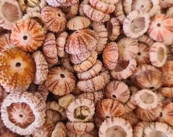 10 pcs red VERY RARE  ( 10mm approxymately very tiny) sea urchins.  Jewelry making craft supplies.