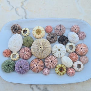 Puede incluir: Una colección de varios caparazones de erizos de mar y piedras blancas lisas dispuestas en una bandeja rectangular blanca. Las conchas muestran una gama de colores naturales que incluyen tonos verdes, morados, rosas, bronceados y marrones, con patrones radiales.
