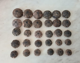 30 pcs black sea urchins,real sea treasures.