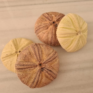 4 pcs rare color  Astropyga radiata sea urchin ,(120 mm)  Sea urchin  - SEA SHELLS.