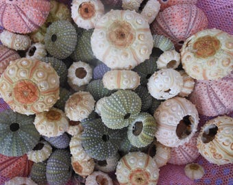 30 pcs  multi color red- green- sputkin sea urchins. Summer collection, a real sea treasure.