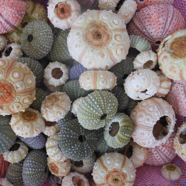 30 pcs  multi color red- green- sputkin sea urchins. Summer collection, a real sea treasure.