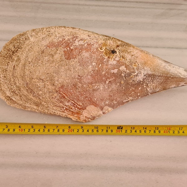 A very rare pinna nobilis shell 50cm. Unique in its kind.