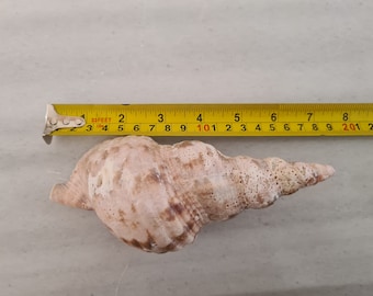 1 pcs triton seashell from mediterranean sea - completely natural.