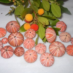 40 pcs red sea urchins (   -3  \  4 +cm approximately), Summer collection..