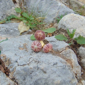 Könnte beinhalten: Drei kleine dekorative Pilze in Rosa und Weiß mit goldenen Akzenten auf einer felsigen Oberfläche.