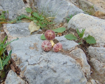 A delicate sea urchin ring with tiny shells