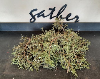Organic Juniper Berry Branches 1lb "Freshly Cut", Wedding Decor, Holiday, Crafting, Wreaths, Smudge, Aroma bundles