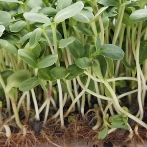 Sunflower 1/4lb - 1lb Seeds, sprouting seeds, microgreen Sweet and bold flavor Black oil sunflower seeds