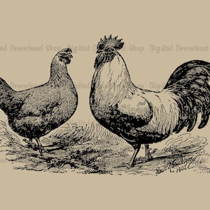 May include: Black and white vintage illustration of a rooster and hen standing side by side. The rooster has a large comb and wattles, and the hen has a smaller comb and wattles. Both birds are facing forward, and the rooster is looking to the left. The hen is looking to the right. The illustration is set against a light brown background.