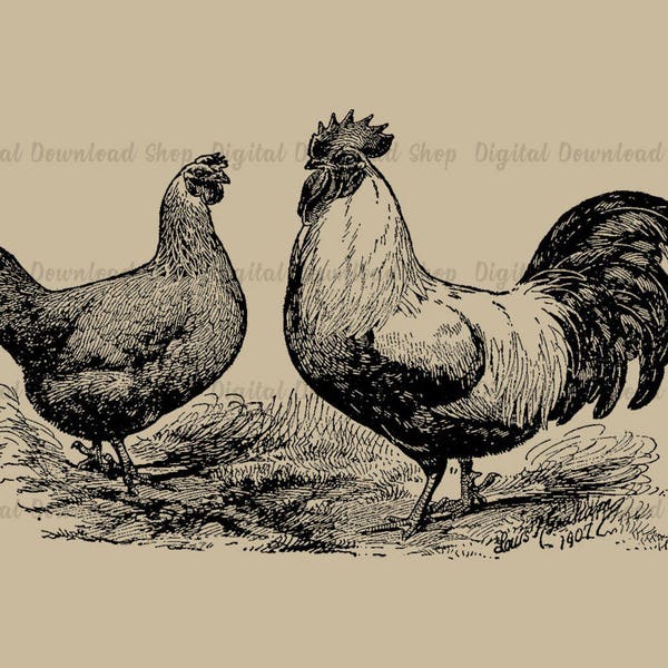 Hen and Rooster Vintage Printable Art, Chicken Transfer Image, Antique Farm Print, Vintage Animal Clipart, Farmhouse Decor, Instant Download