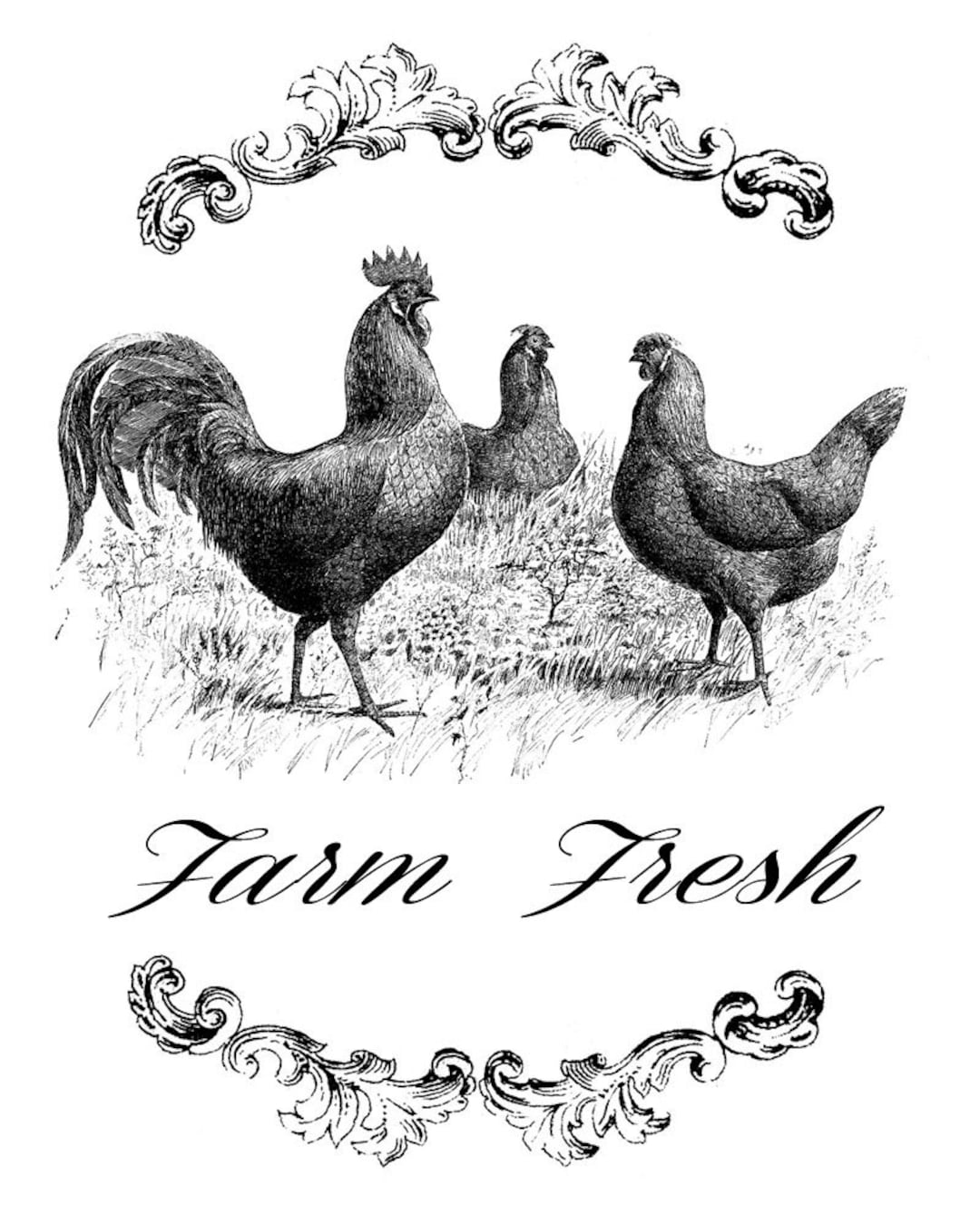 farm-fresh-three-chickens-vintage-transfer-image-chicken-printable-hen-rooster-art-antique-wall-art-iron-on-transfer-digital-download-etsy