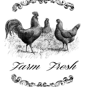 May include: Black and white illustration of three chickens, two hens and a rooster, with the text "Farm Fresh" below. The chickens are standing in a field of grass. The image is framed with a decorative border.