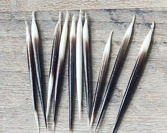 Genuine Natural Porcupine Quills - Set of 10, 2-2.5 inches, for Jewelry Making, Native Crafts