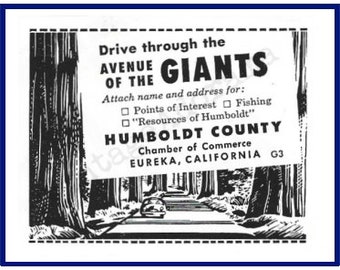 COMTÉ DE HUMBOLDT, EUREKA, Californie Original 1953 vintage Print Advertising « Drive Through The Avenue Of The Giants » Séquoias