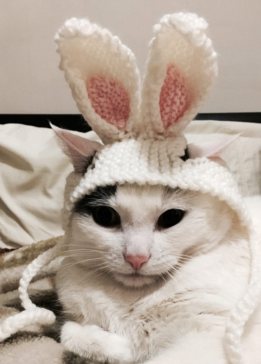 Opsætning for eksempel Stolpe Bunny Cat Hat Rabbit Ears Cat Hat Easter Cat Hat Hat for | Etsy UK