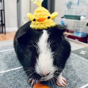 Chick hat, guinea pig hat, hat for small pets, Easter cat hat, pet accessories