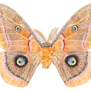 May include: A large, brown and orange moth with intricate wing patterns and prominent eye spots. The moth's wings are spread wide, showcasing its delicate details.