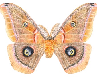 Moth Watercolor Painting, Antheraea polyphemus Moth, Fine Art Print, Polyphemus moth, Giclée Print