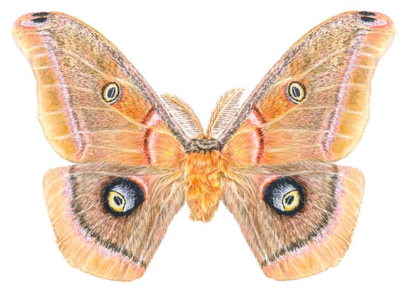 Moth Fine Art Print from Original Watercolor Painting