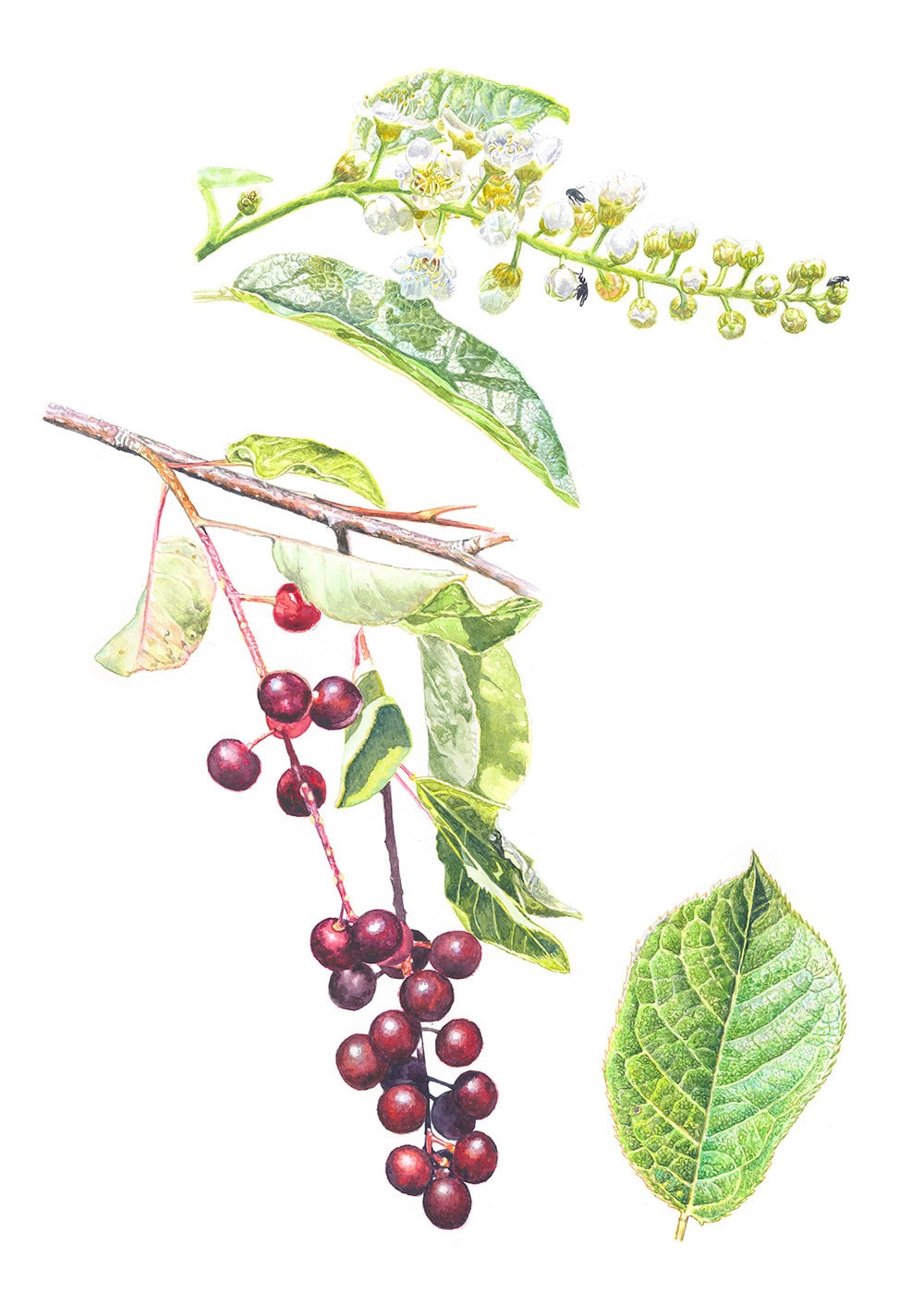 Buy Virginia Cherry, Chokecherry, Bitterberry Fine Art Print