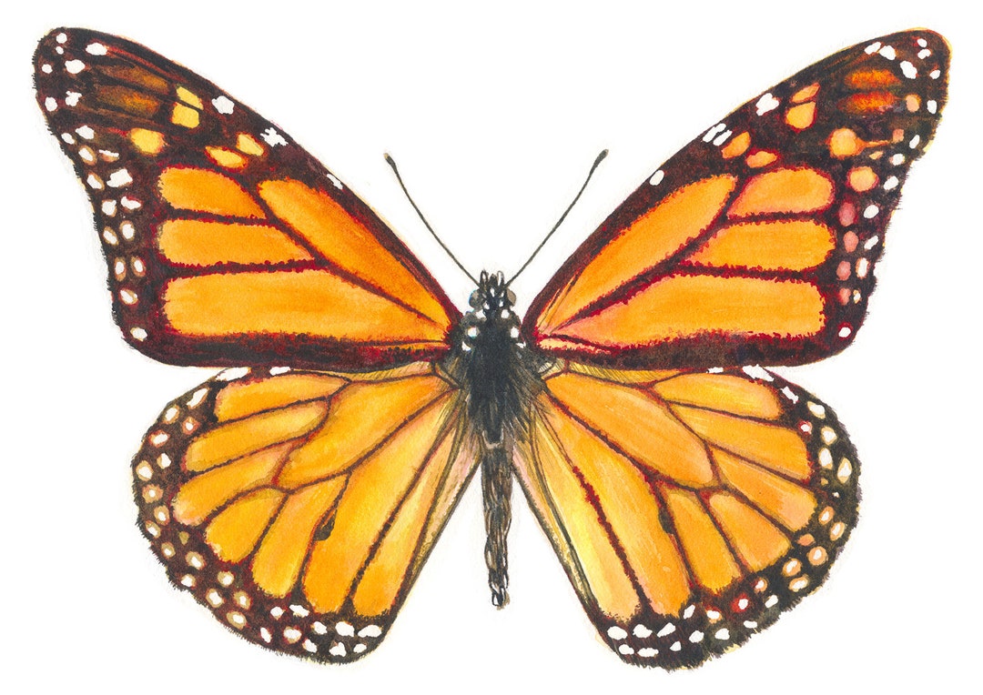 Monarch Butterfly Watercolor Print Butterfly Painting Fine - Etsy