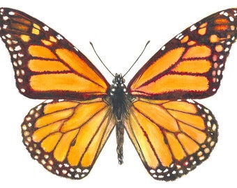 Monarch Butterfly Watercolor Print, Butterfly Painting, Fine Art Print, Aquarelle