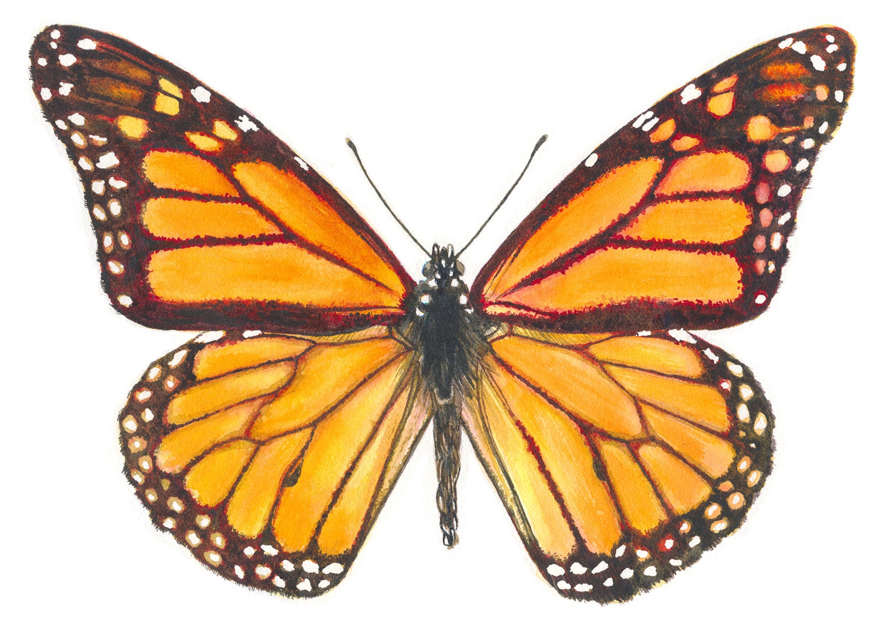 Monarch Butterfly Watercolor Print, Butterfly Painting, Fine Art Print ...