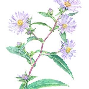 Watercolor Botanical Painting, Fine Art Print, Purple Aster, New England Aster, Daisy