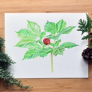 Botanical Watercolor Print, Wall Art, American Ginseng Panax, North American Wildflower Herb, Nature Lover, Herbalist