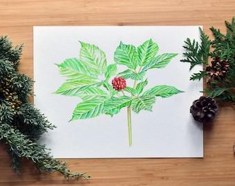 Botanical Watercolor Print, Wall Art, American Ginseng Panax, North American Wildflower Herb, Nature Lover, Herbalist