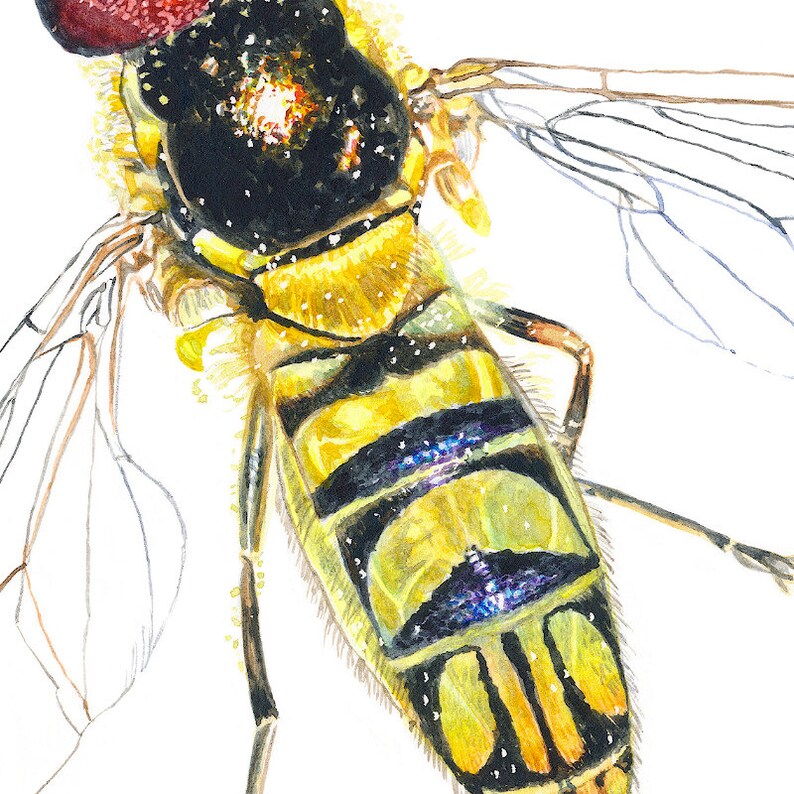 Hoverfly Insect Painting, Giclée Print, Watercolor Illustration ...