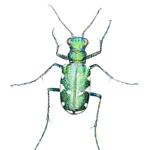 Northern Barrens Tiger Beetle