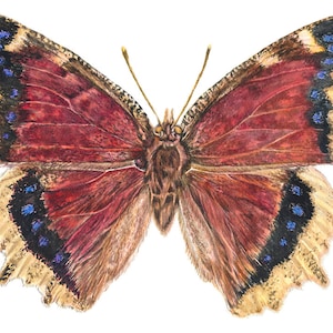 Mourning Cloak Butterfly Painting, Watercolor Fine Art Print, Original Giclée Print