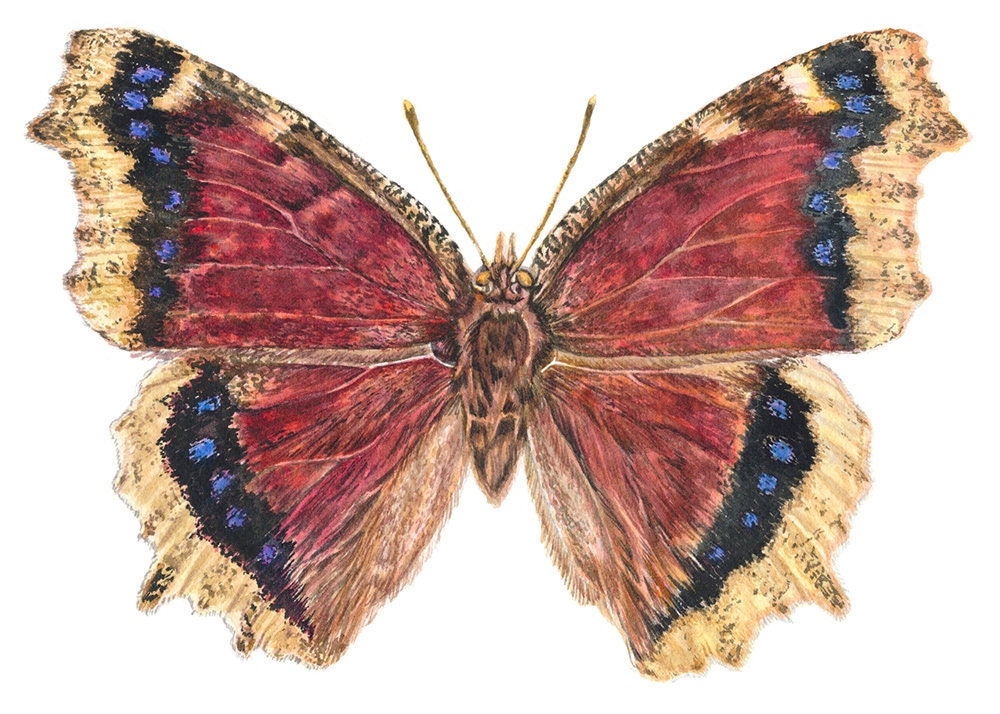 Mourning Cloak Butterfly Painting, Watercolor Fine Art Print, Original ...