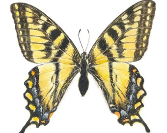 Yellow Swallowtail Butterfly Watercolor Print, Butterfly Painting, Fine Art Print, Giclée