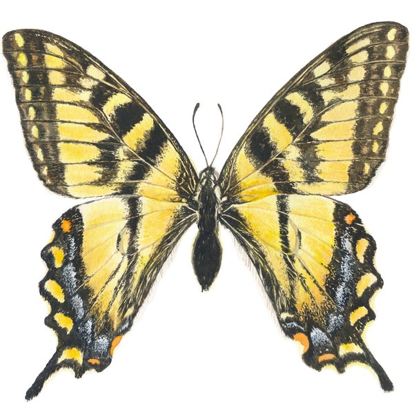 Yellow Swallowtail Butterfly Watercolor Print, Butterfly Painting, Fine Art Print, Giclée