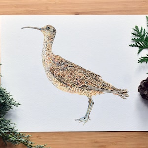 Nördlichen Brachvogel Shorebird Aquarell Kunstdruck