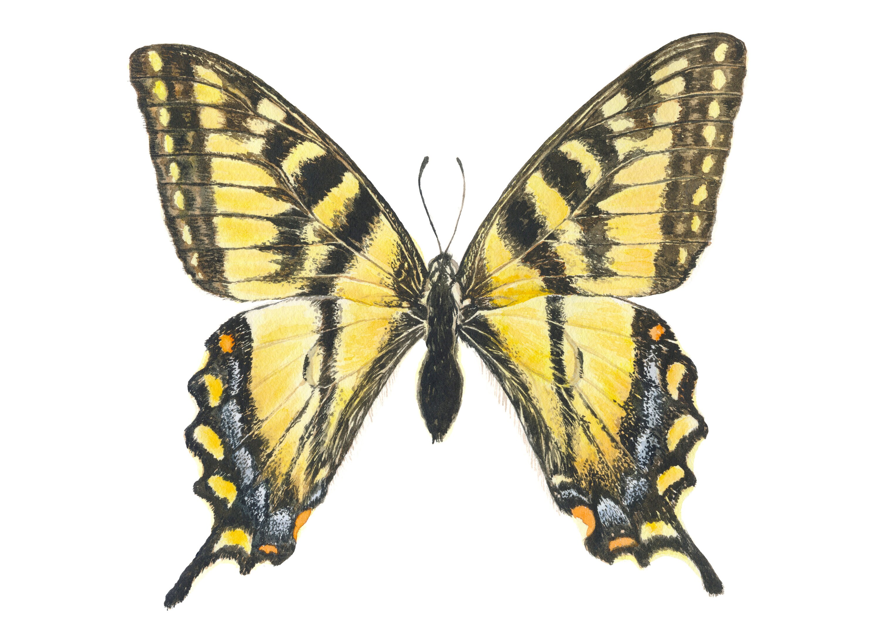 版画 SWALLOWTAIL BUTTERFLY Yellow Swallowtail Butterfly Watercolor Print, Butterfly