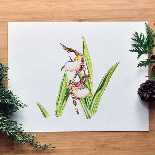 Orchid Watercolor Print, Small White Lady's Slipper, Rare Wildflower, North America, Quebec and Ontario