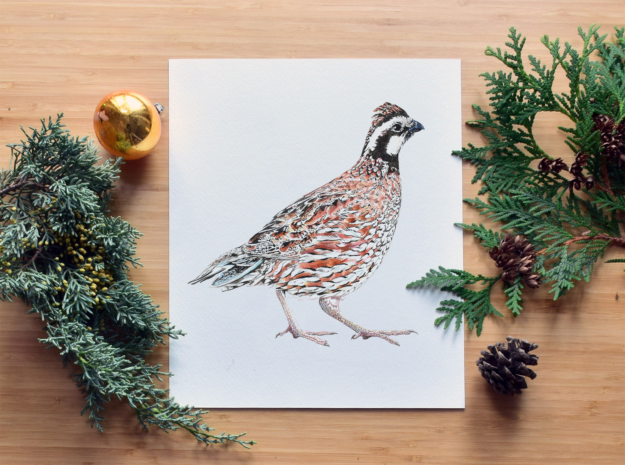 Northern Bobwhite Quail, Fine Art Watercolor Print, Museum Quality