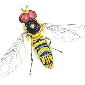 Puede incluir: Una pintura detallada en acuarela de una mosca cernidora con rayas amarillas y negras, ojos rojos y alas transparentes.
