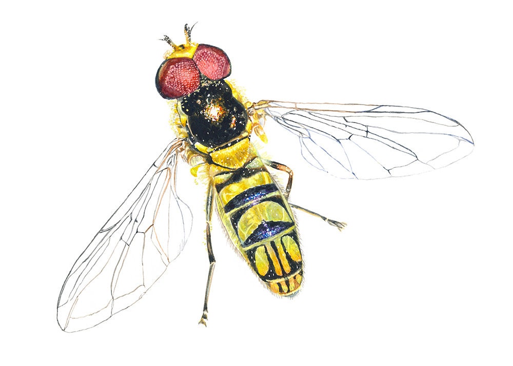 Hoverfly Insect Painting, Giclée Print, Watercolor Illustration, Natural History Painting