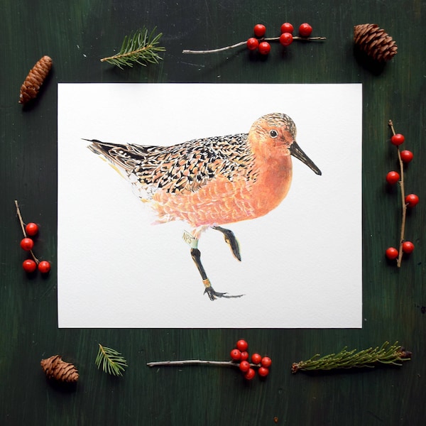 Redknot Rufa Shorebird Fine Art Watercolor Print