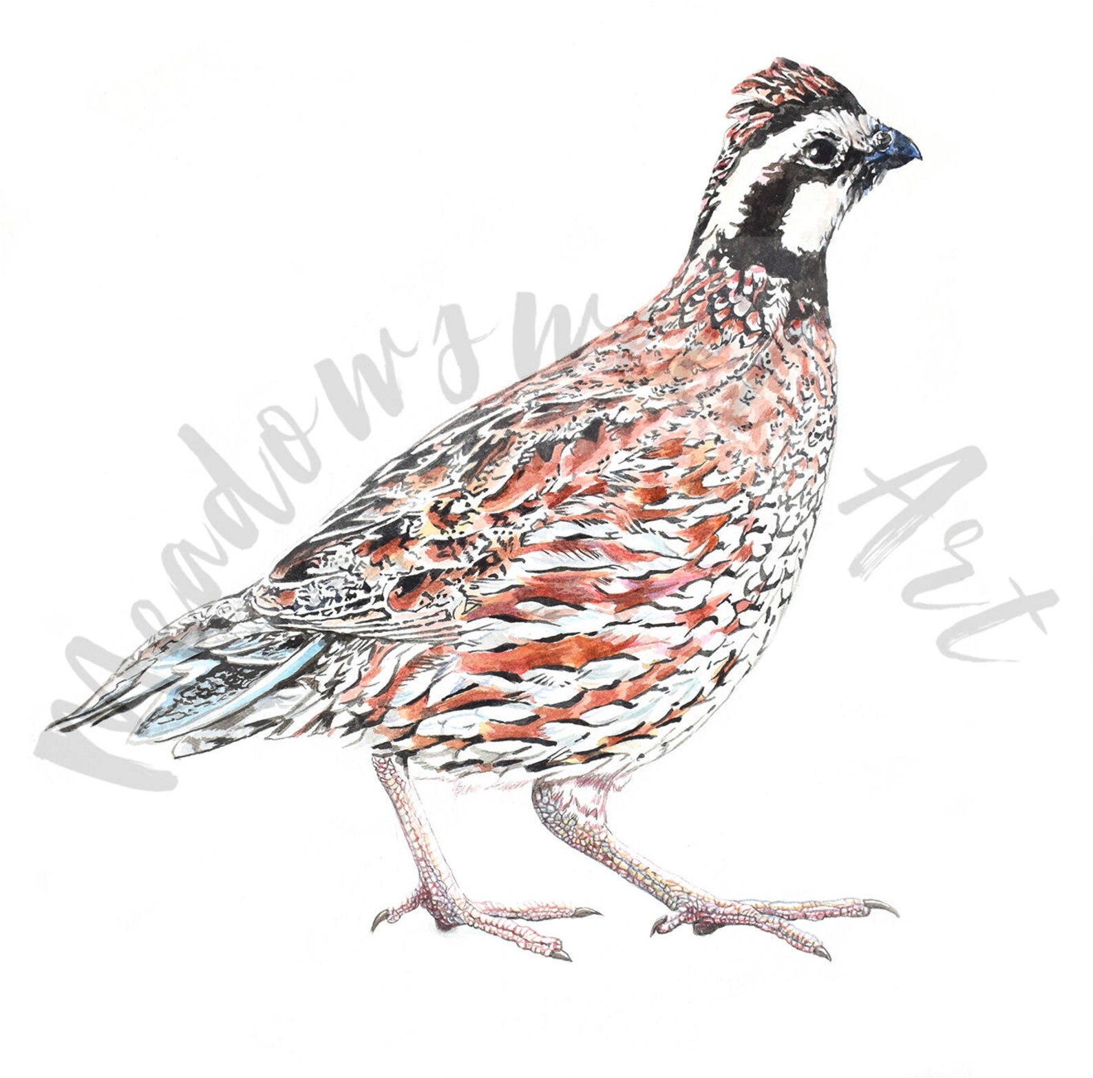 Northern Bobwhite Quail Fine Art Watercolor Print Museum Etsy