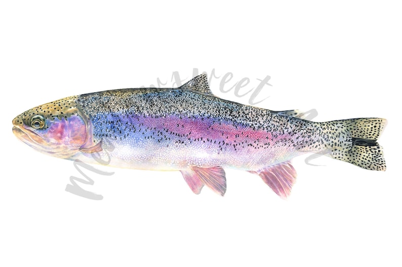 Poisson Cru De Truite Arc-en-ciel Sur Une Table Isolé Sur Fond Blanc